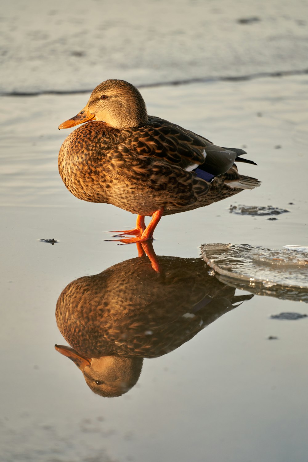 a duck standing on a beach next to a body of water