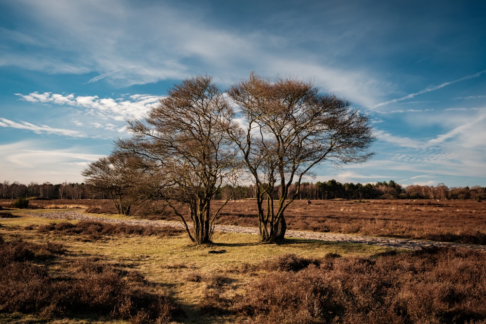 a couple of trees standing in a field