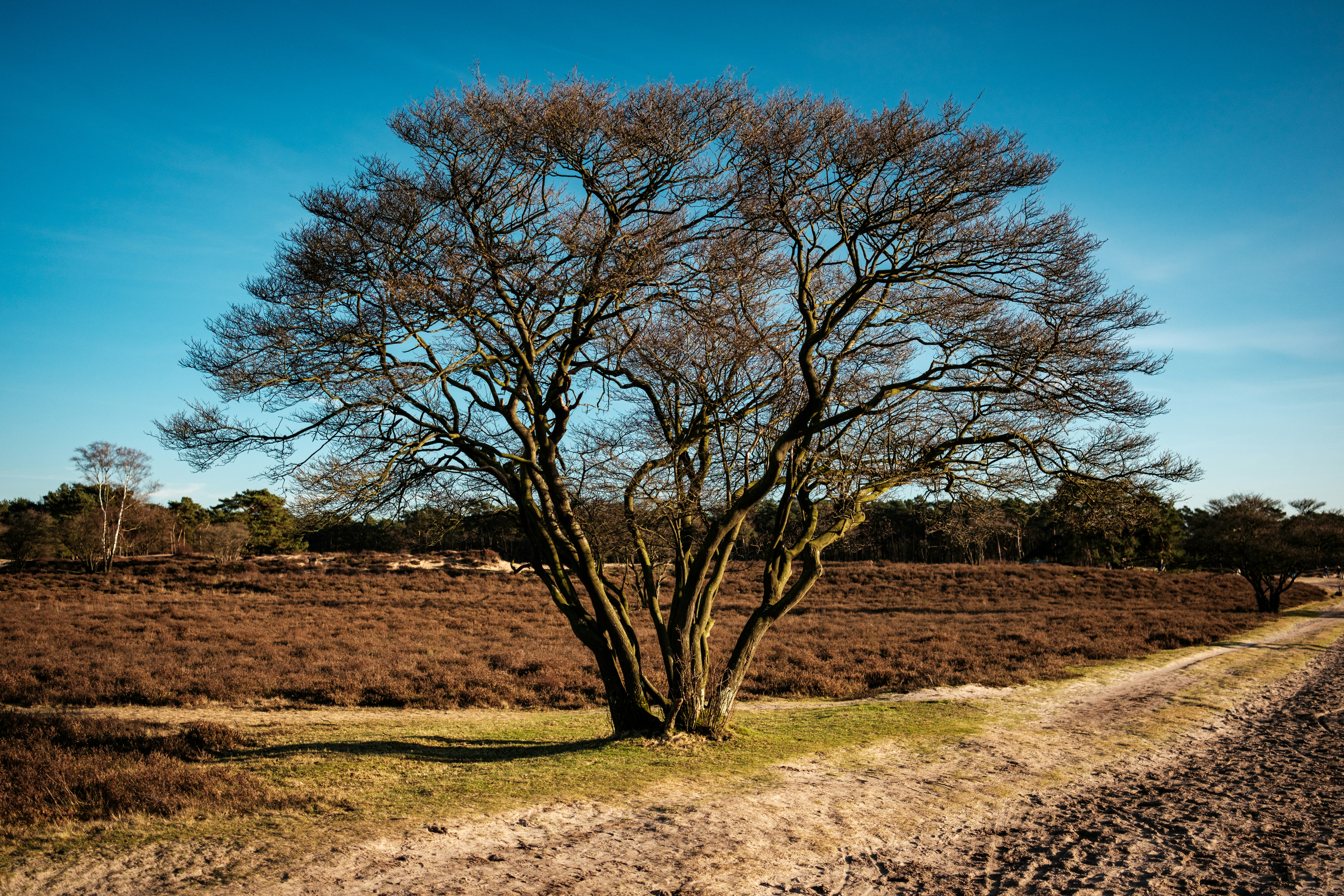 A dirt road with a tree in the middle of it photo – Free Tree Image on ...