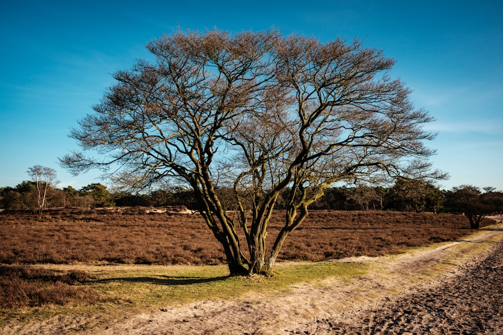 a dirt road with a tree in the middle of it