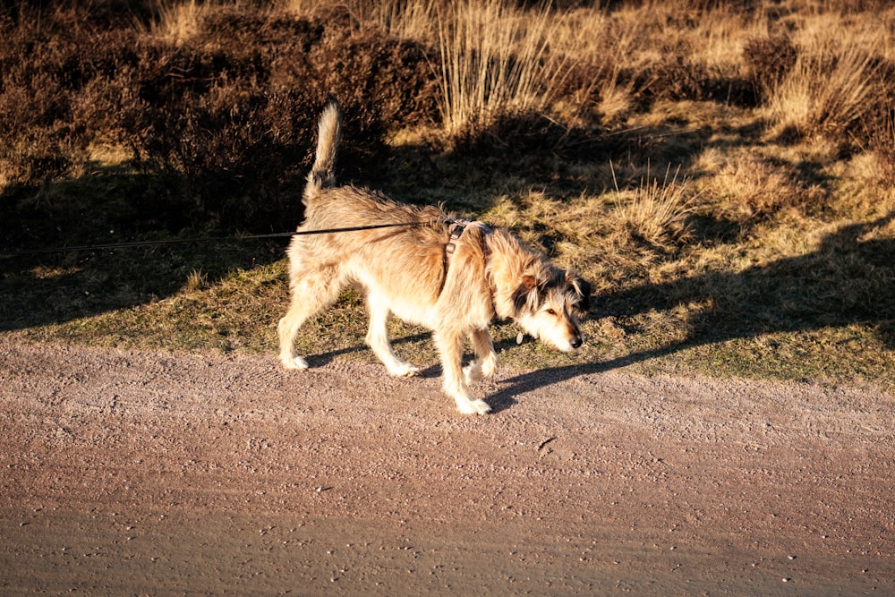 Un perro que camina con correa