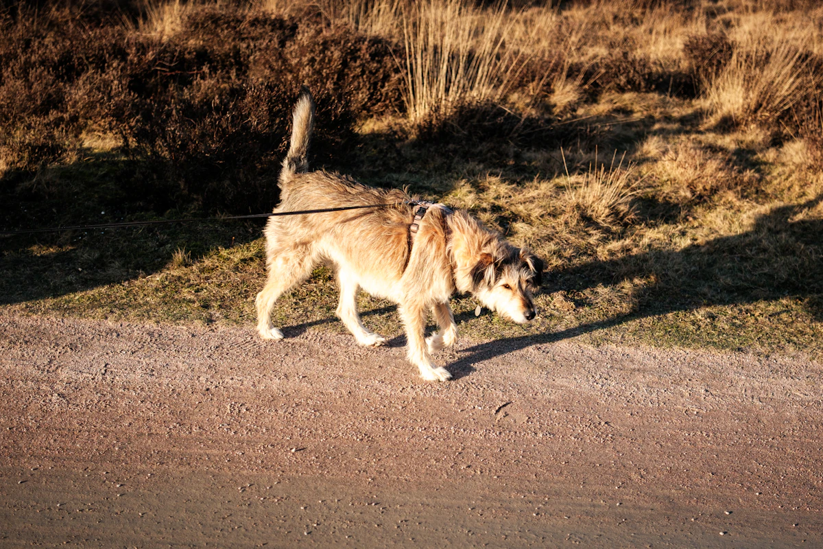 a dog that is walking on a leash