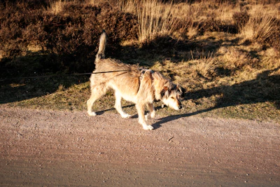 Lake District hiking holiday with two dogs — self-catering vs hotel