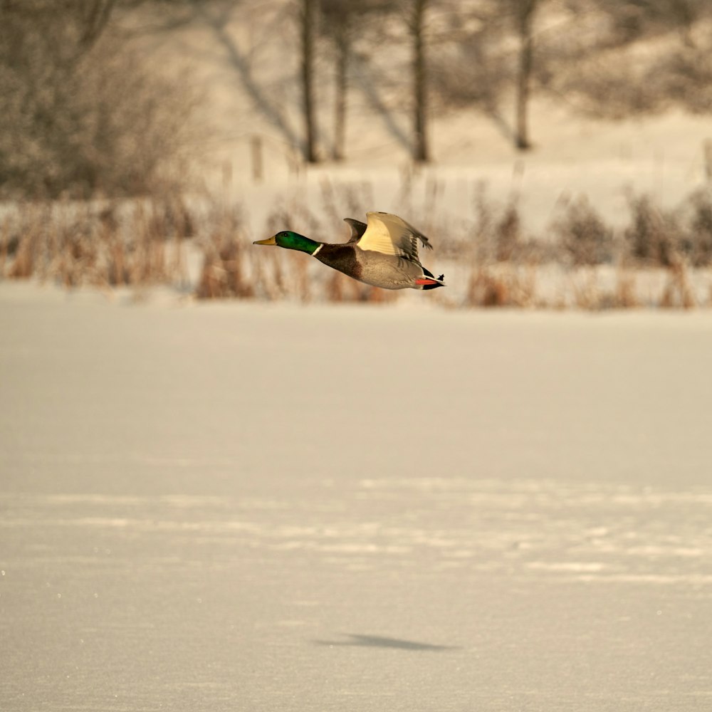 a bird flying over a snow covered field