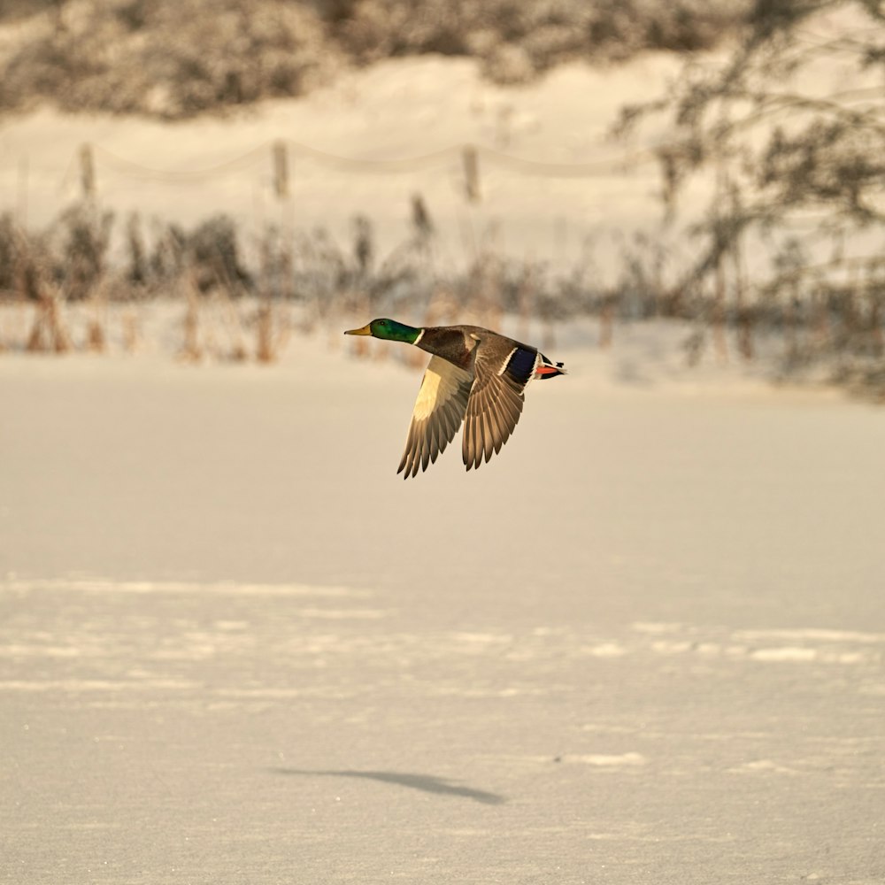 a bird flying over a snow covered field