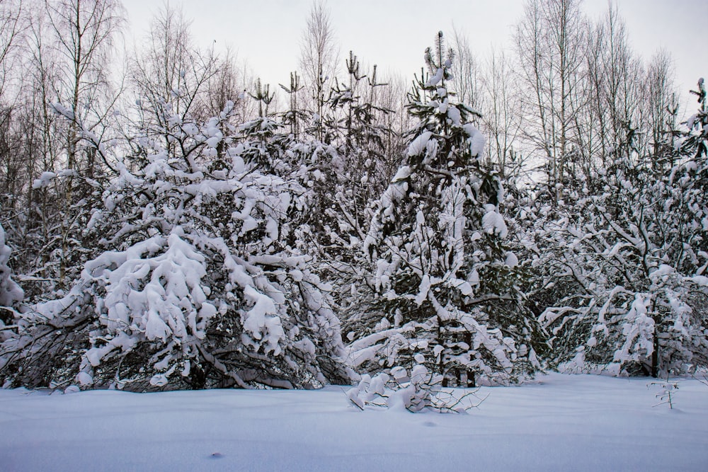 un gruppo di alberi coperti di neve vicino a una foresta