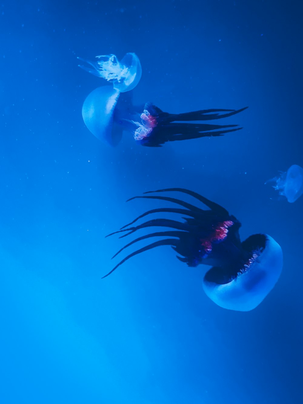 a group of jellyfish swimming in the ocean