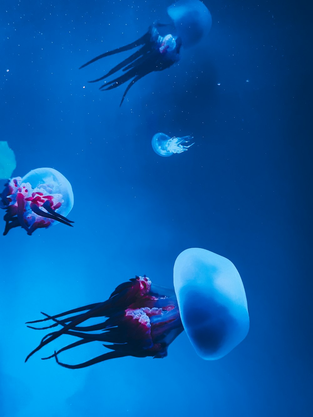 a group of jellyfish floating in the ocean