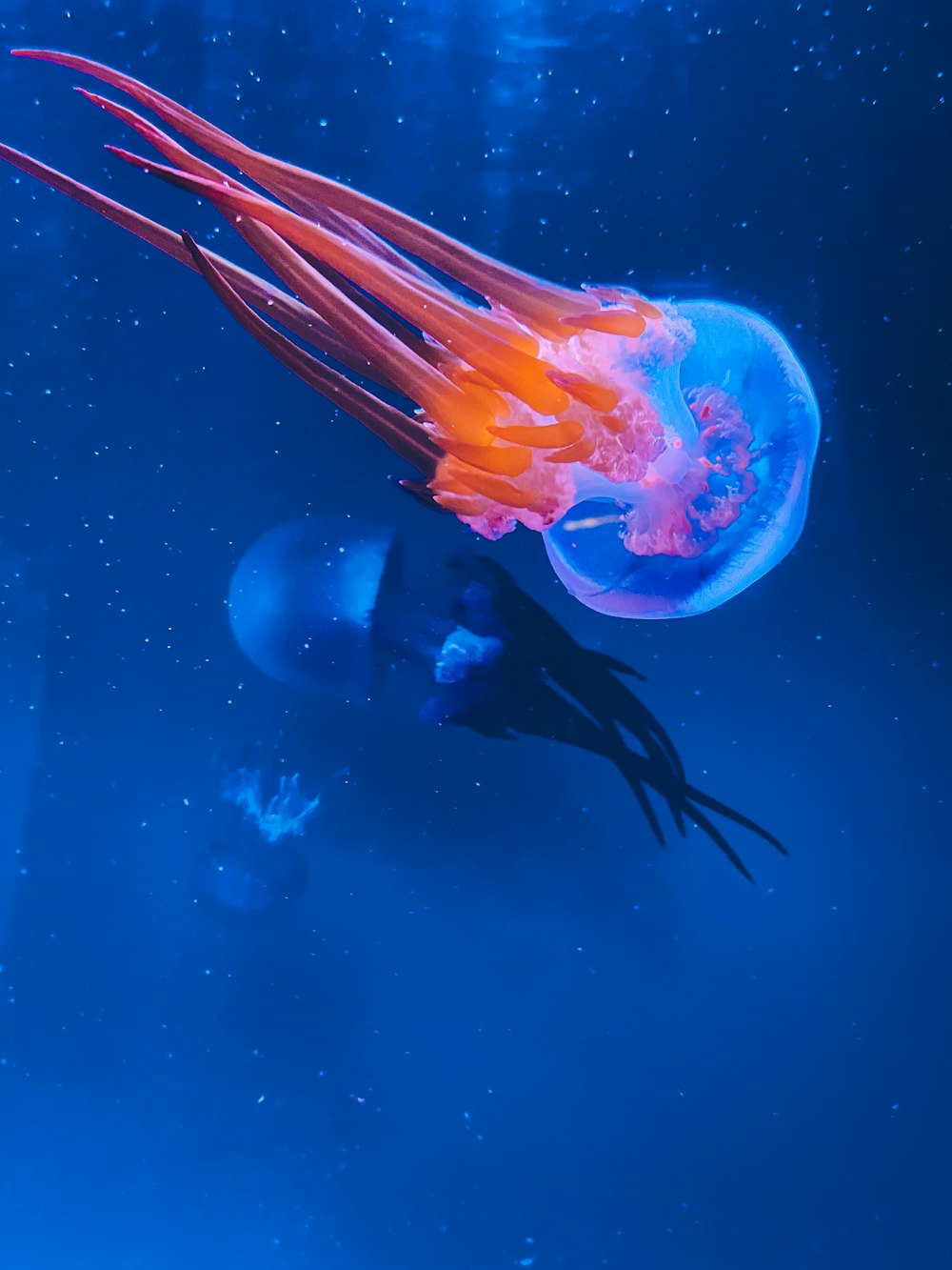 a jellyfish swimming in a blue ocean