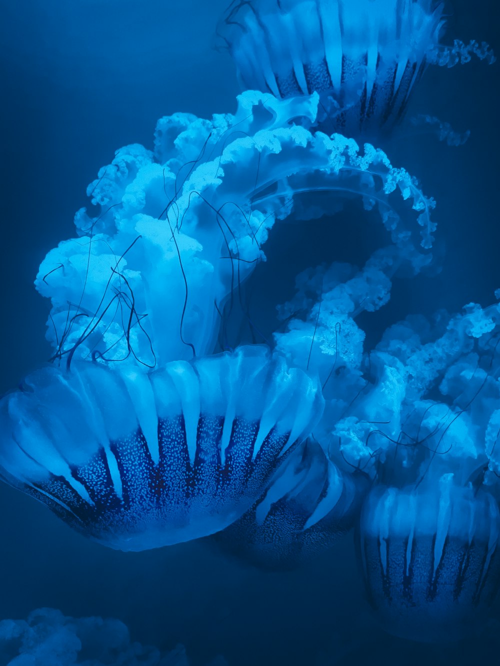 a group of jellyfish swimming in the ocean