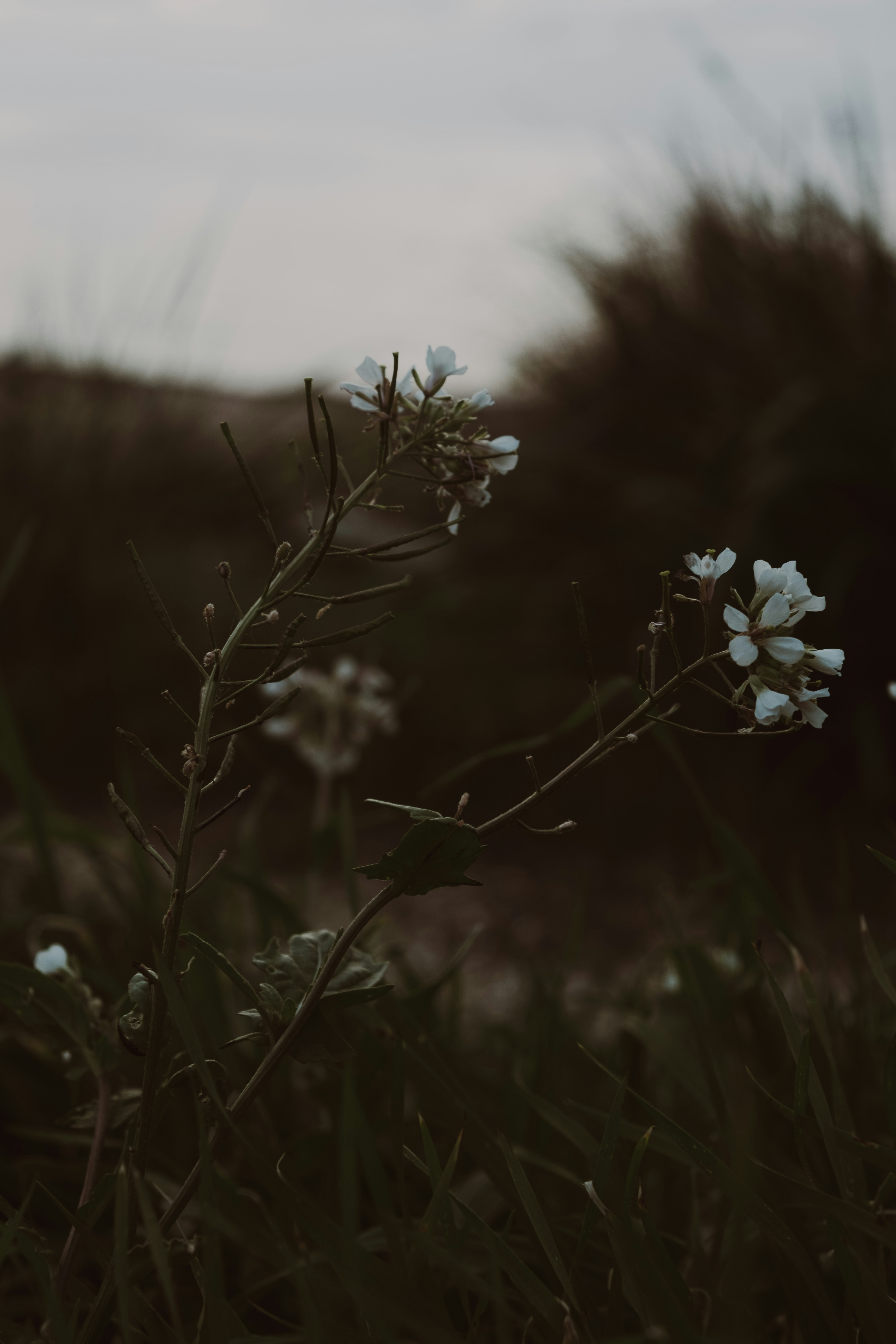 Photo by stevenvella