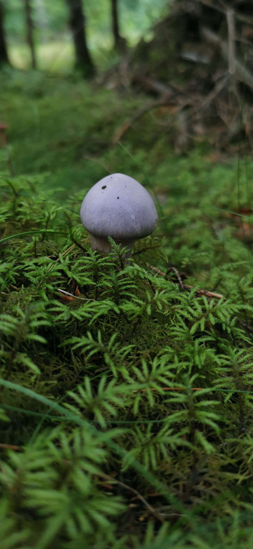 a white mushroom sitting on top of a lush green forest
