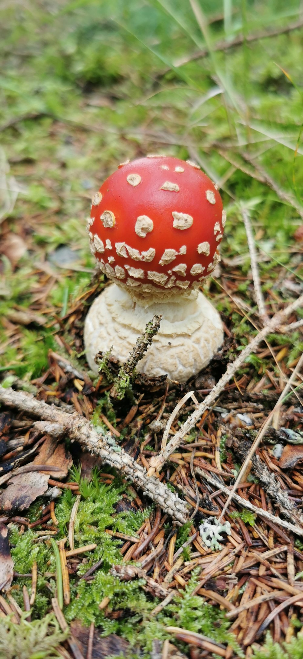un fungo rosso seduto in cima al suolo di una foresta