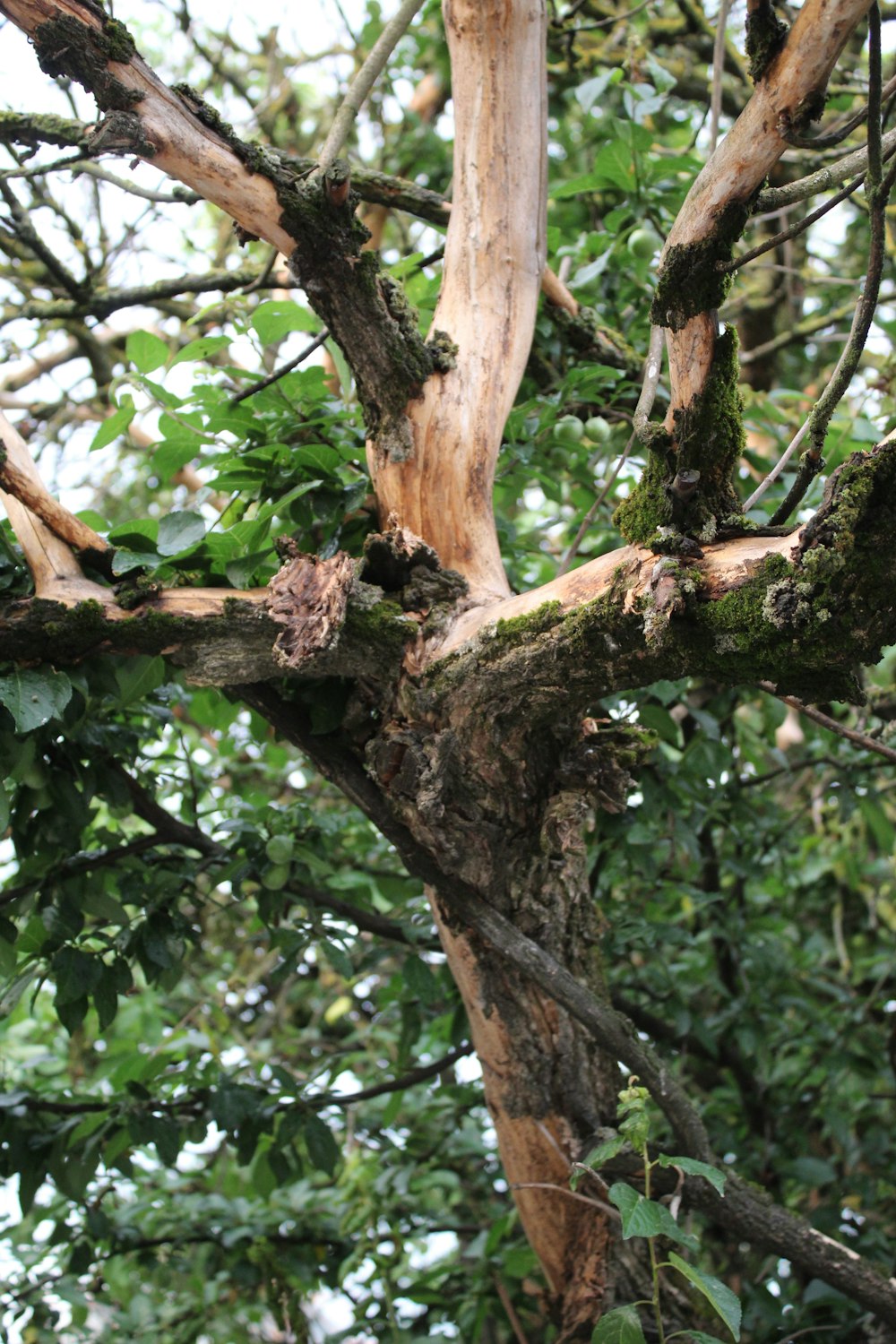 a bird perched on top of a tree branch