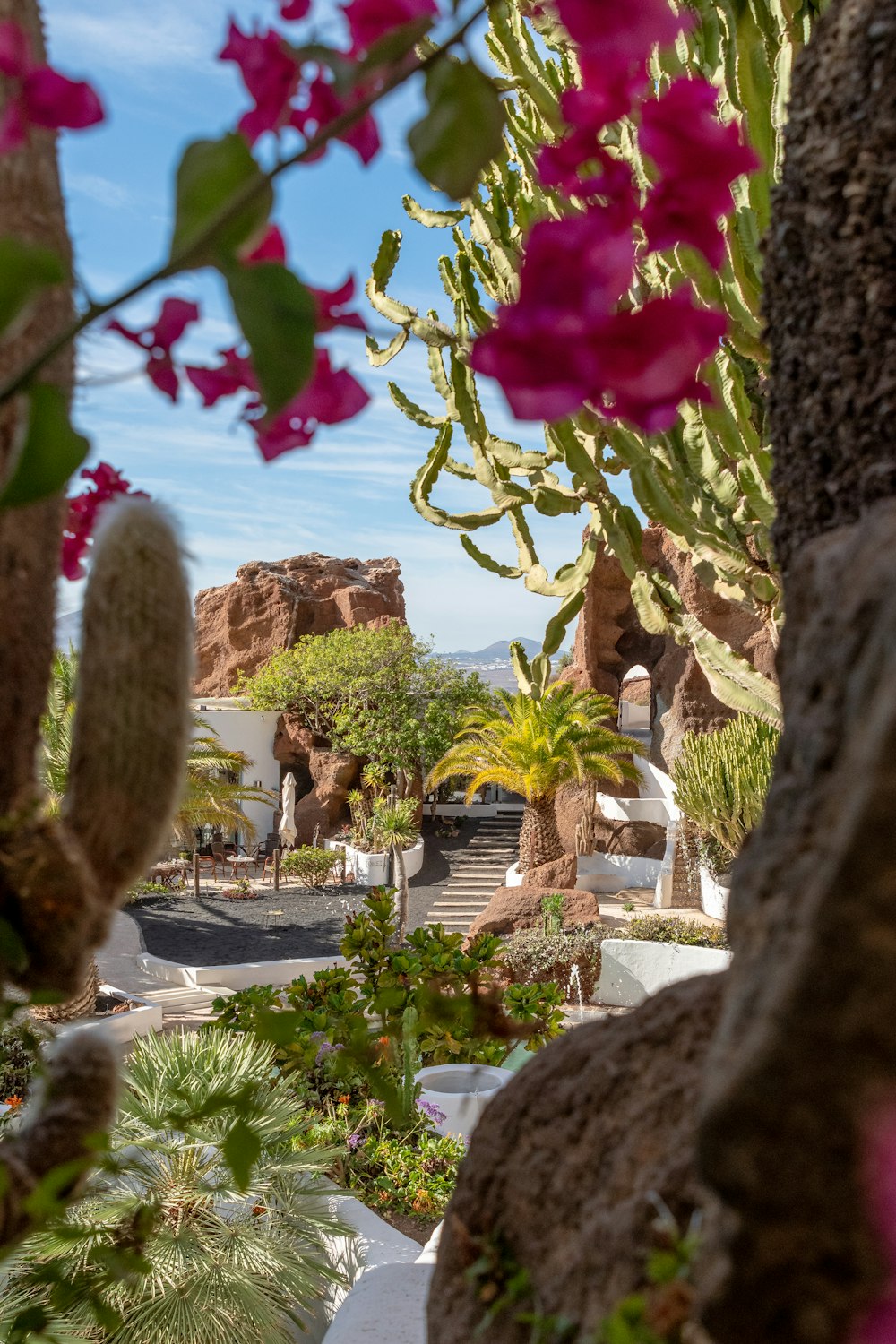 a view of a park with a cactus and flowers