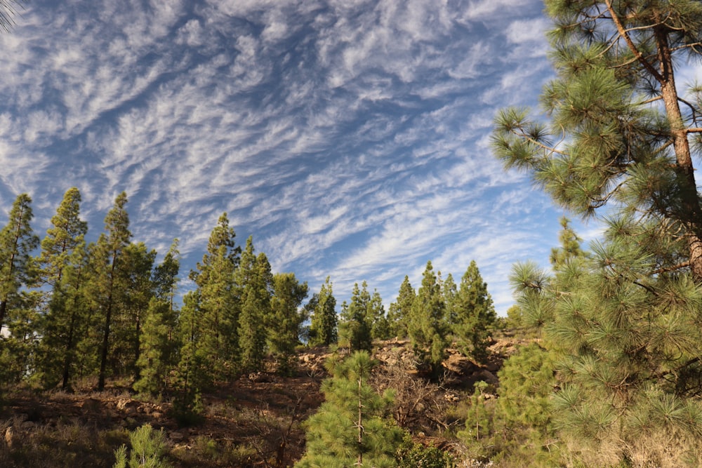 a forest filled with lots of trees under a cloudy sky