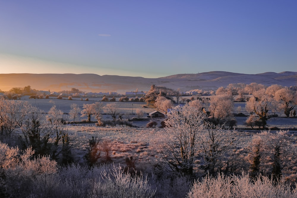 a field with trees and bushes covered in frost