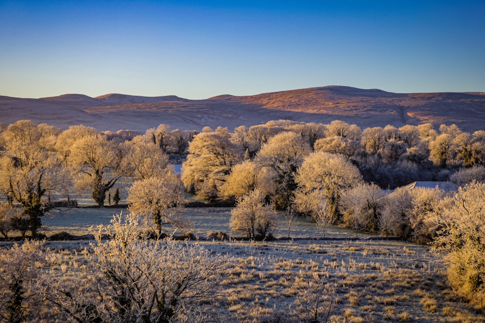 a frosty field with trees and mountains in the background