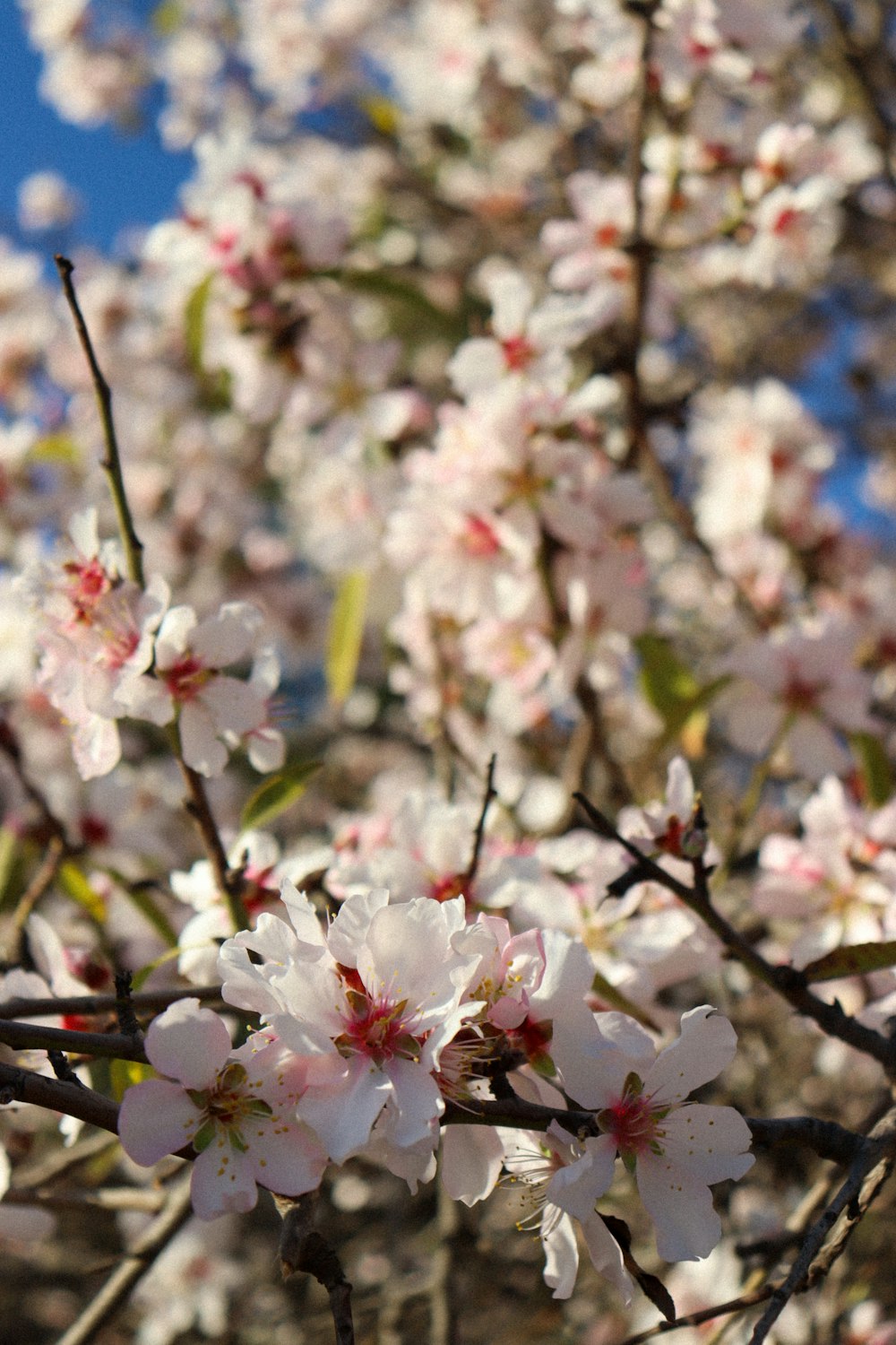 un mazzo di fiori che sono su un albero