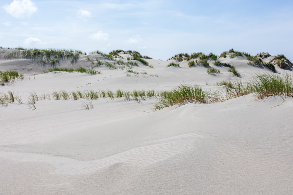 una playa de arena con hierba que crece en la arena