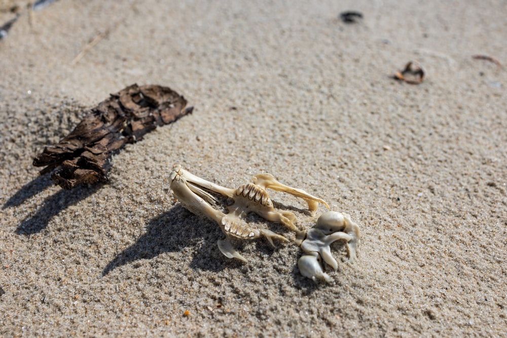a skeleton and a dead bird on a sandy beach