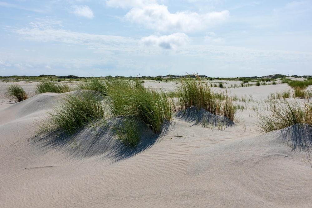 the grass is growing out of the sand dunes