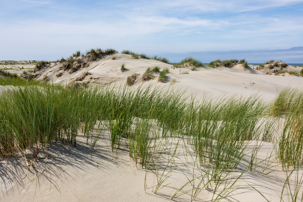 the grass is growing out of the sand dunes