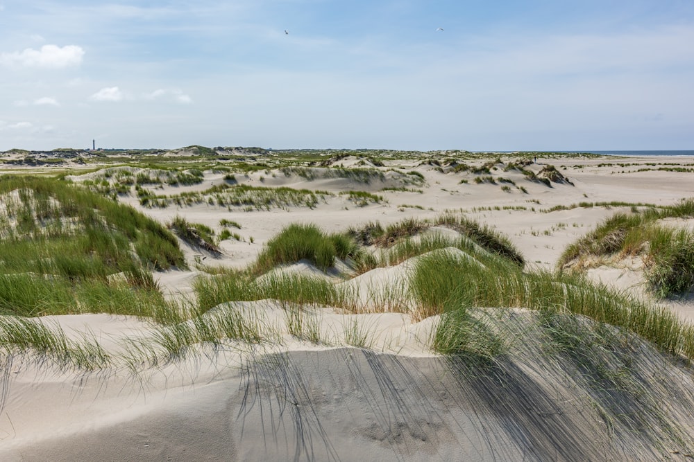 a sandy beach with grass growing out of the sand
