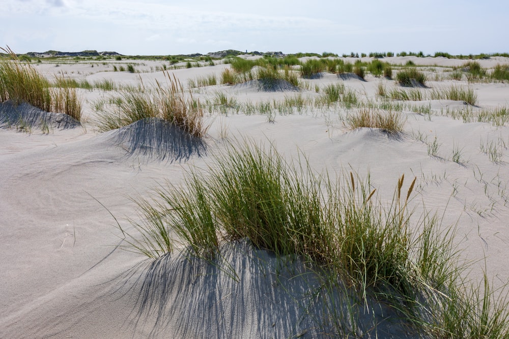 a sandy area with grass and sand dunes