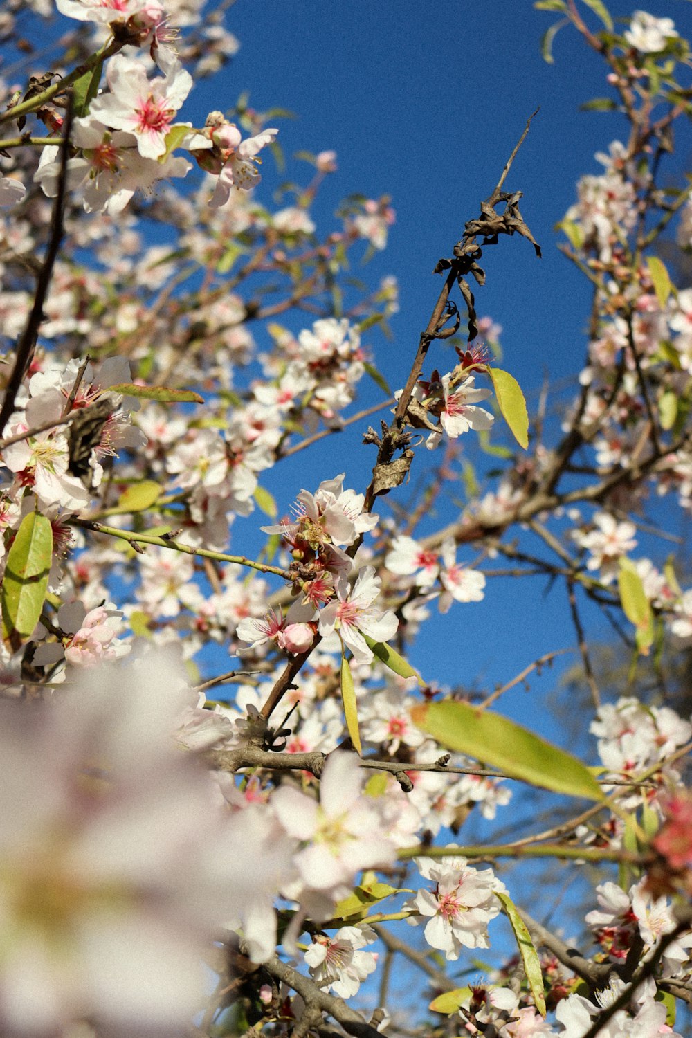 a tree with lots of white and pink flowers