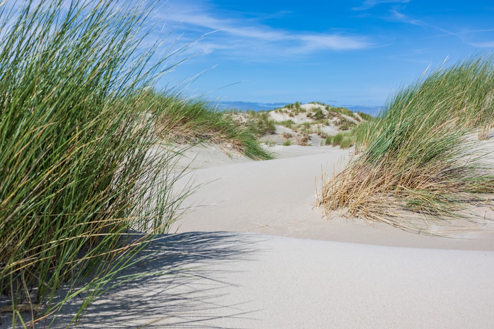 the grass is growing out of the sand dunes