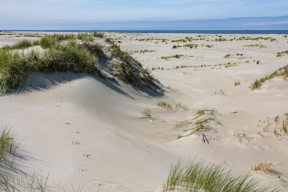 une dune de sable avec de l’herbe qui pousse
