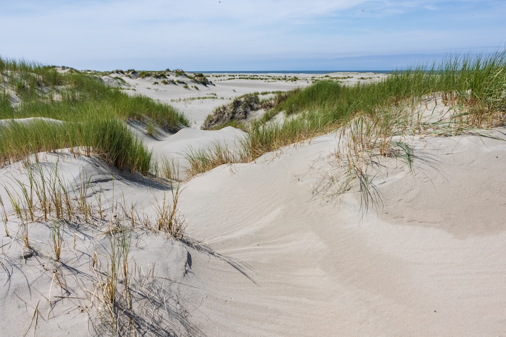 a sandy beach with grass growing out of the sand