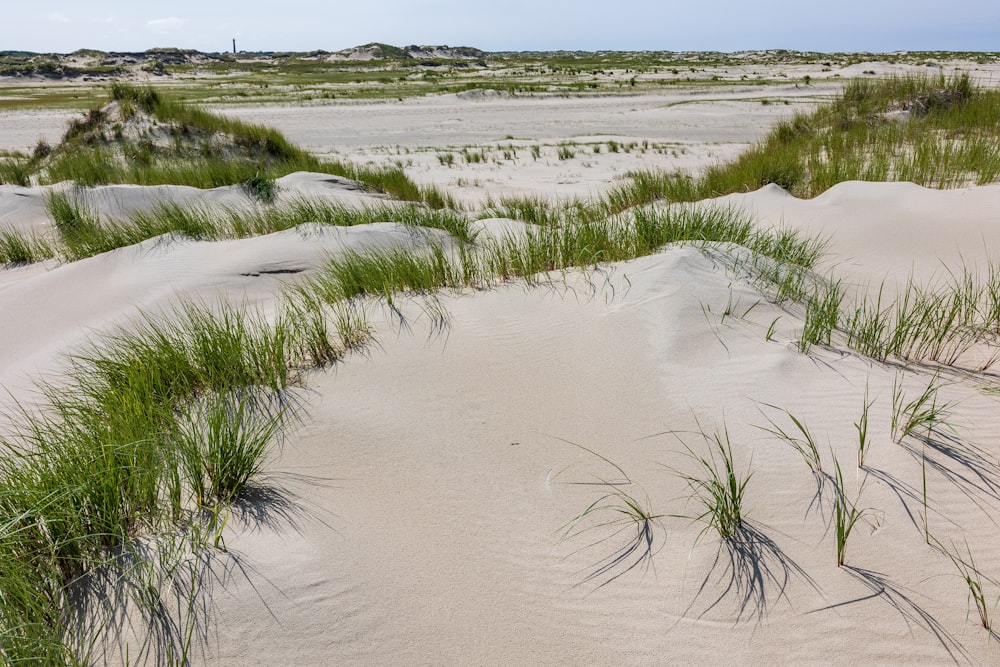 the grass is growing out of the sand