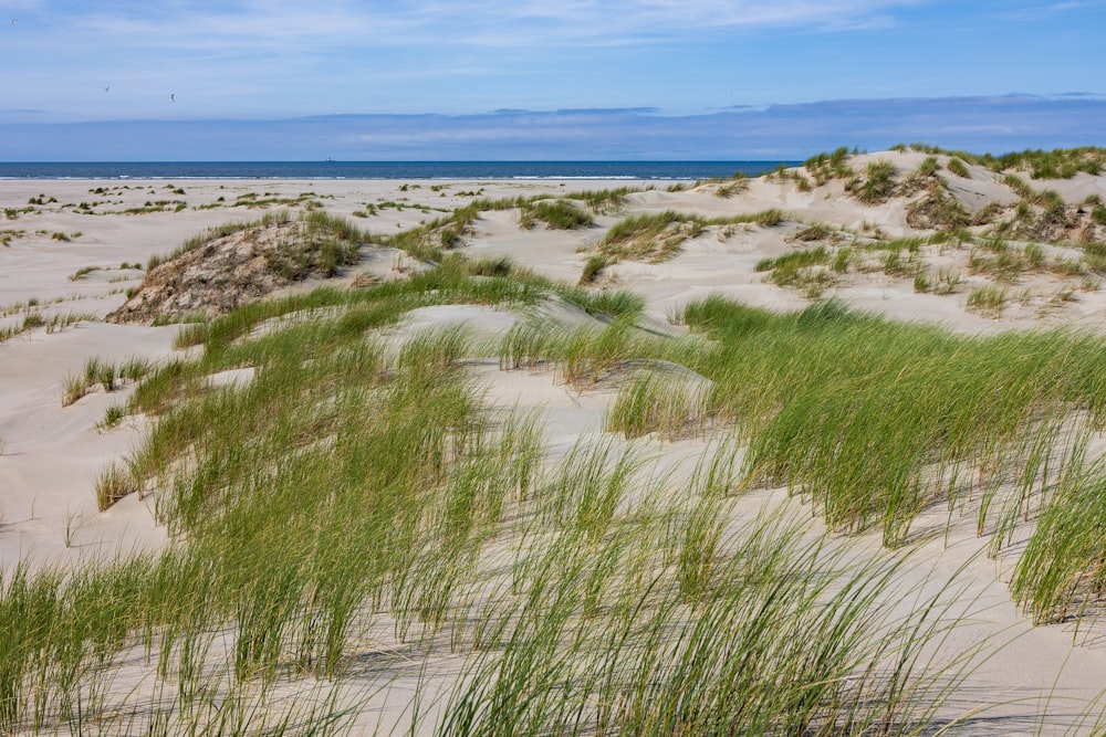 a sandy beach with grass growing out of the sand