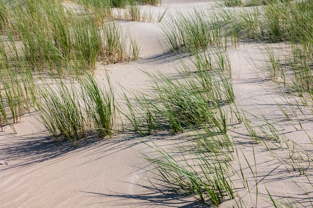 a sandy area with grass and sand dunes