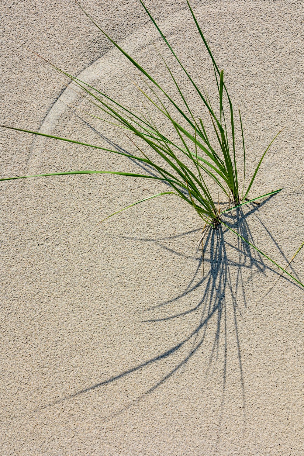 a plant is growing out of the sand