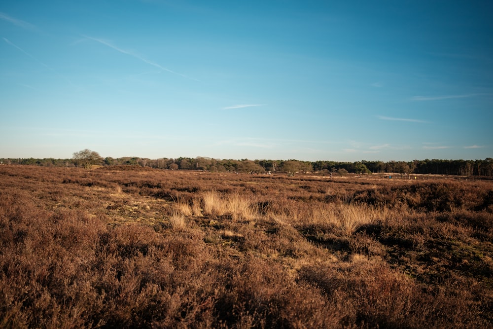 a grassy field with trees in the distance