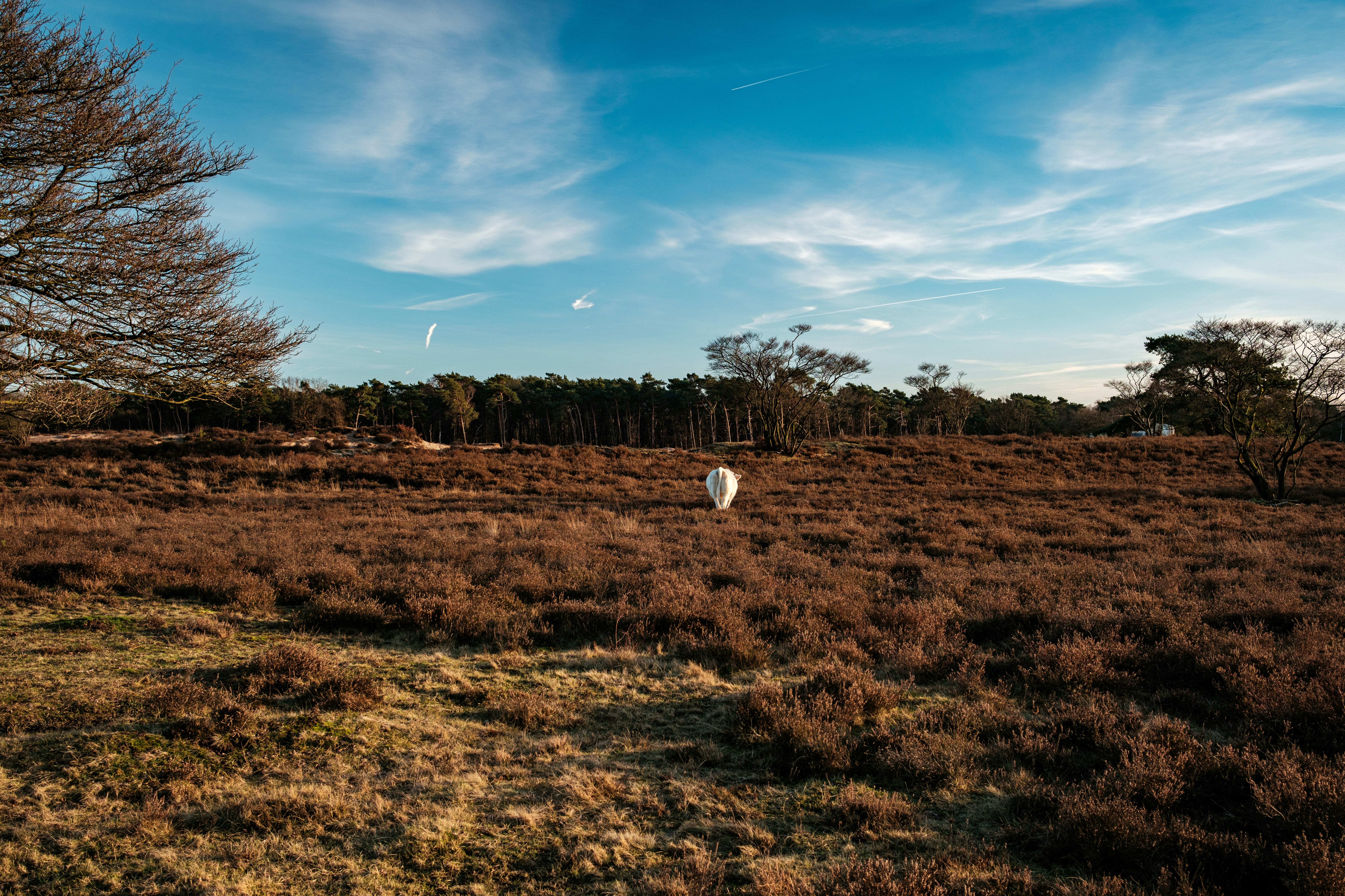 Afbeelding van Hilversum
