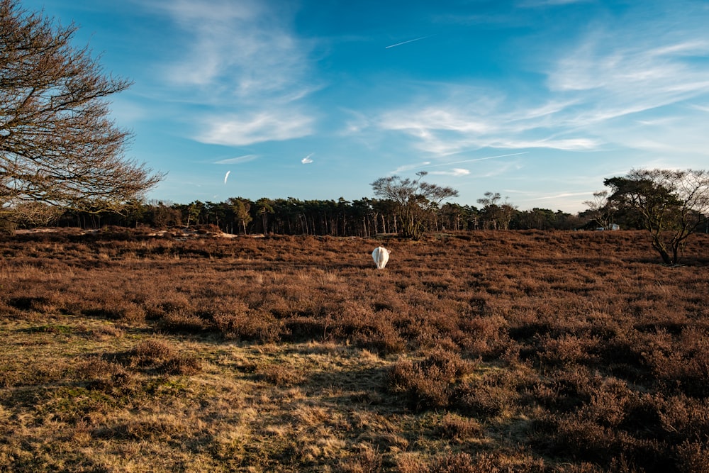 a large field with trees and a sky in the background