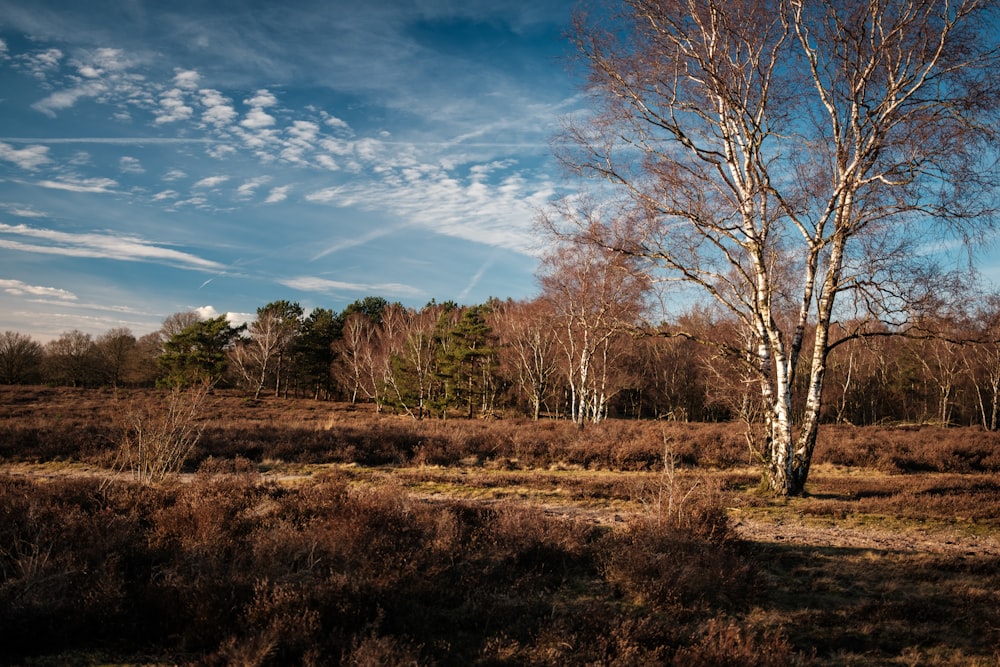 a lone tree stands alone in a field