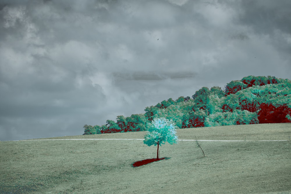 a small tree in a field with a cloudy sky