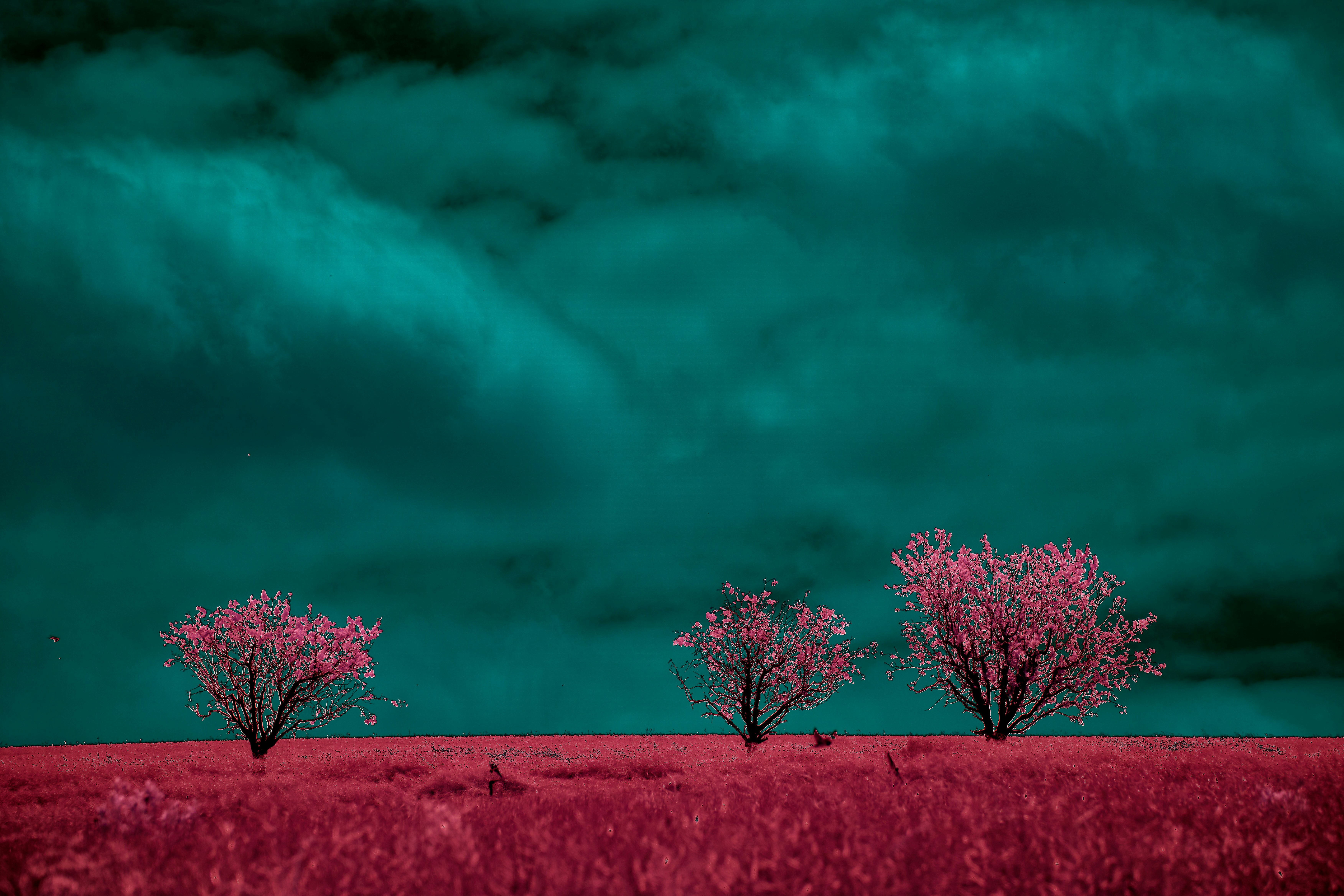 Photo by wolfgang_hasselmann