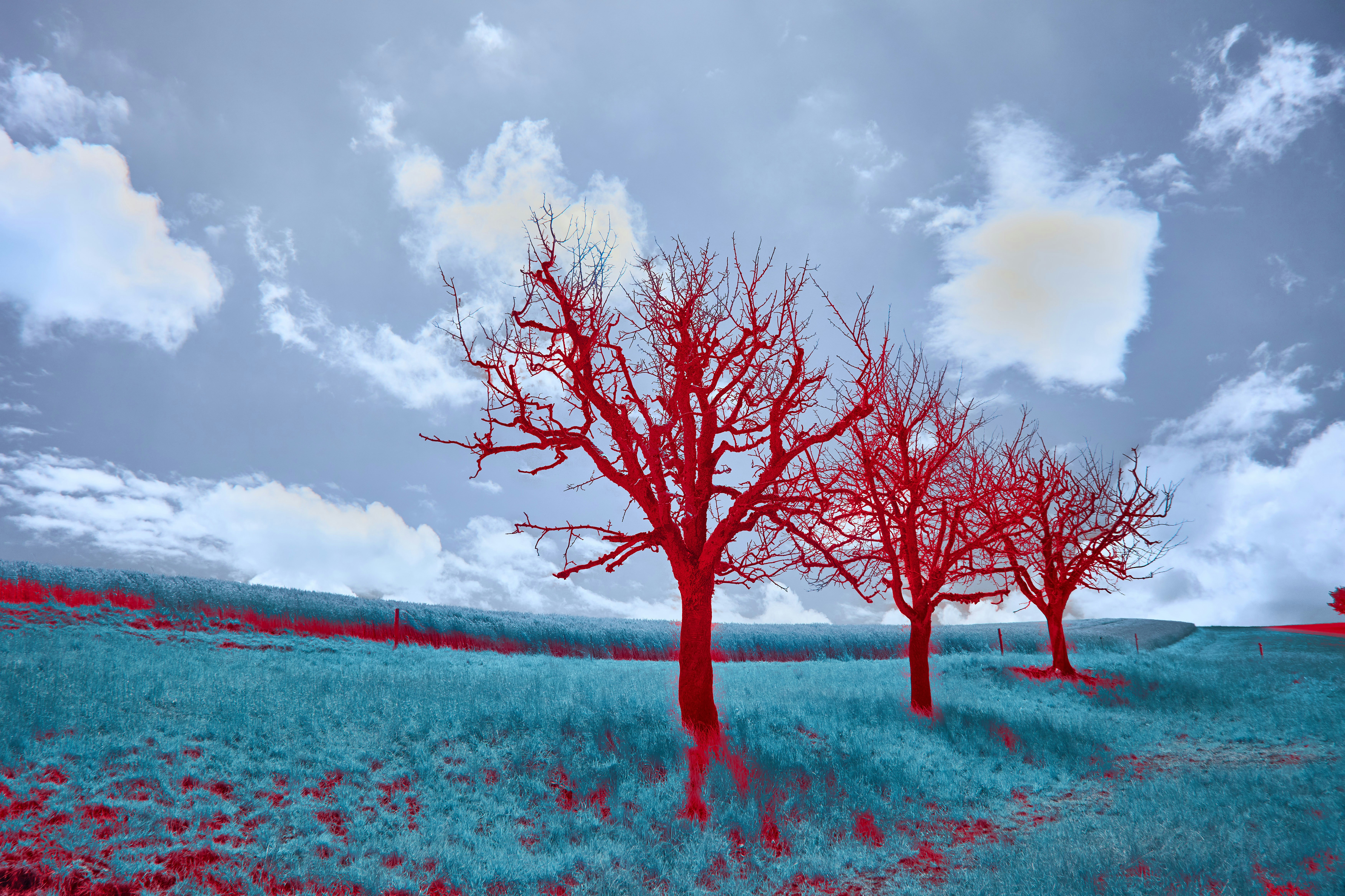 Photo by wolfgang_hasselmann