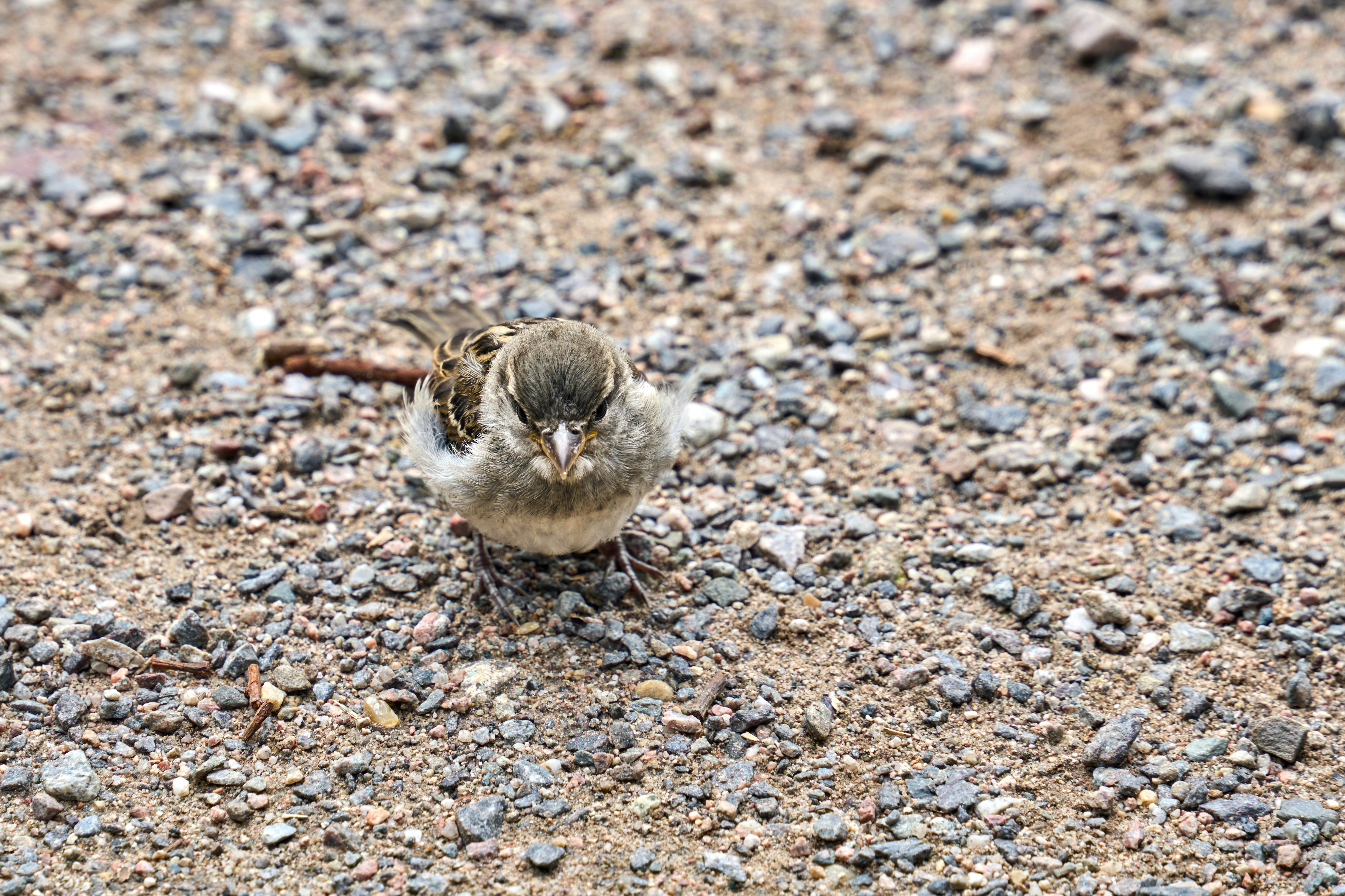 Photo by wolfgang_hasselmann