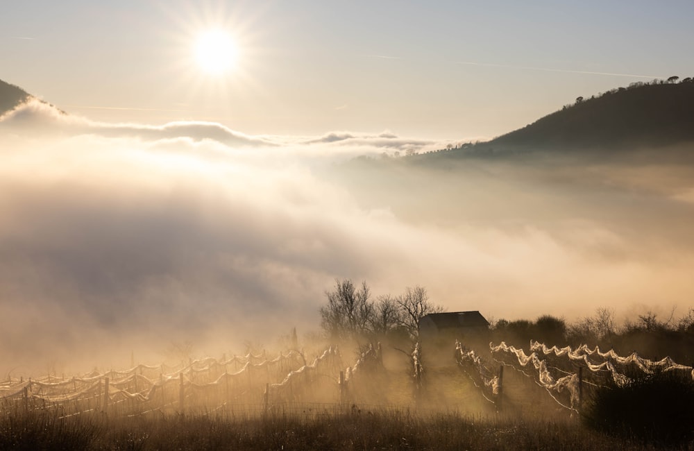 a foggy field with a house in the distance