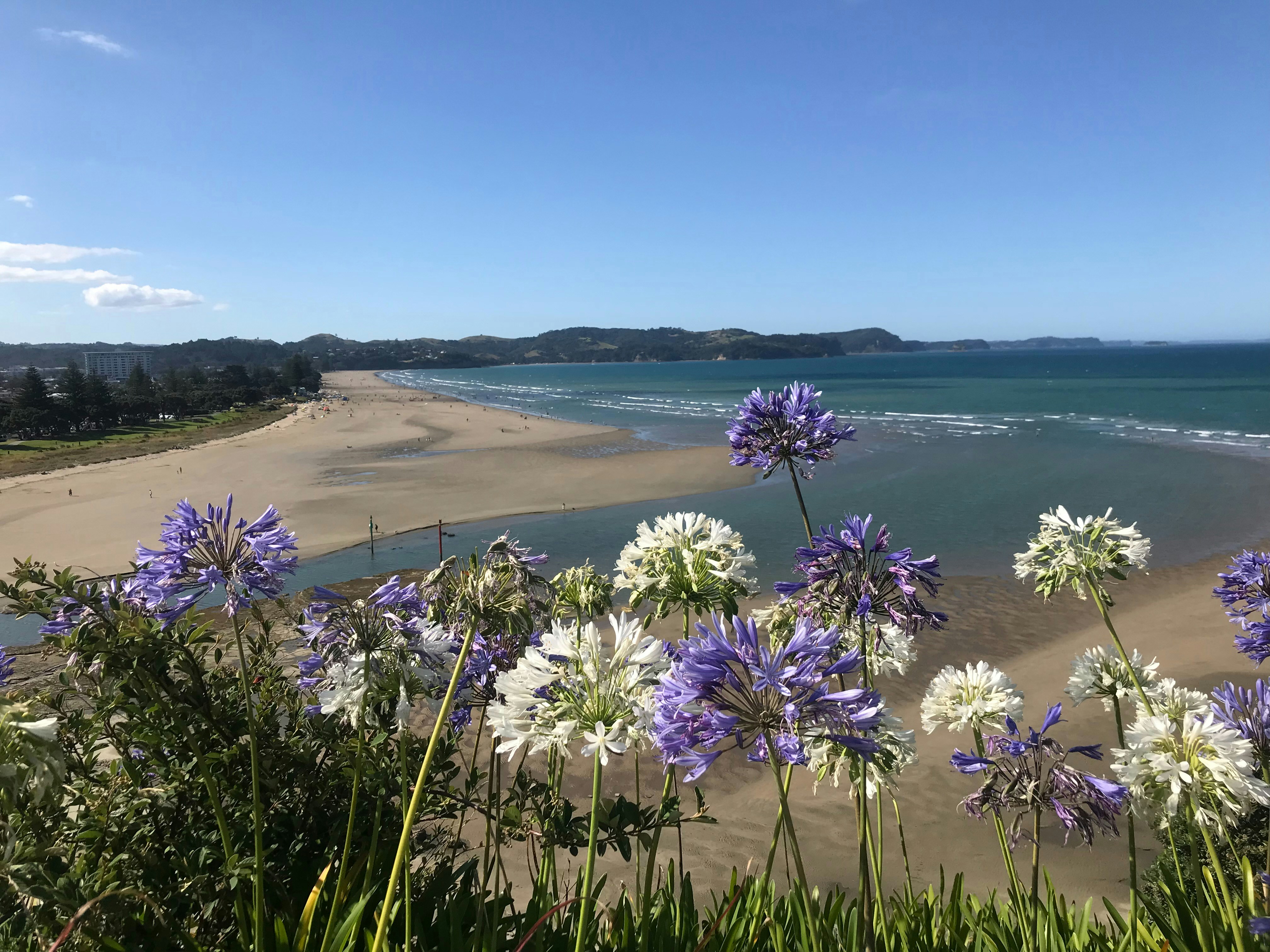 purple and white flowers on a beach near the ocean, Orewa beach