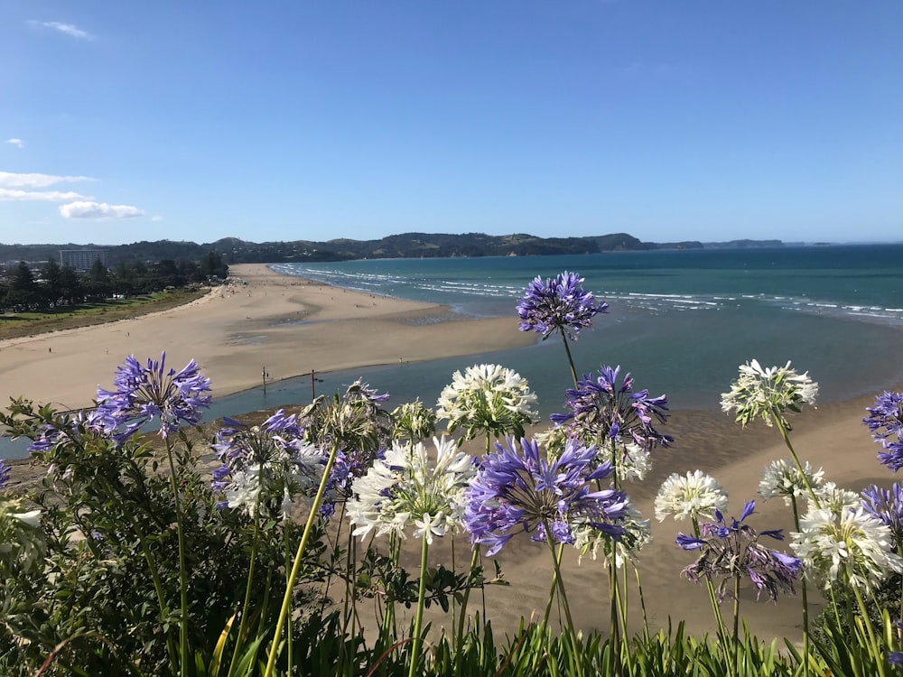 purple and white flowers on a beach near the ocean