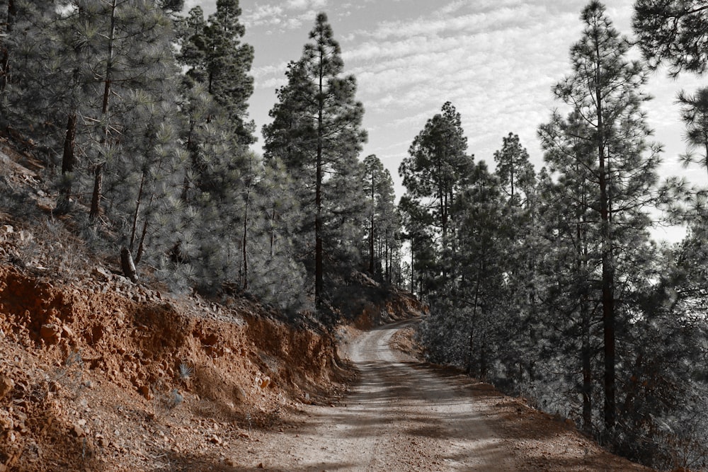 a black and white photo of a dirt road surrounded by trees