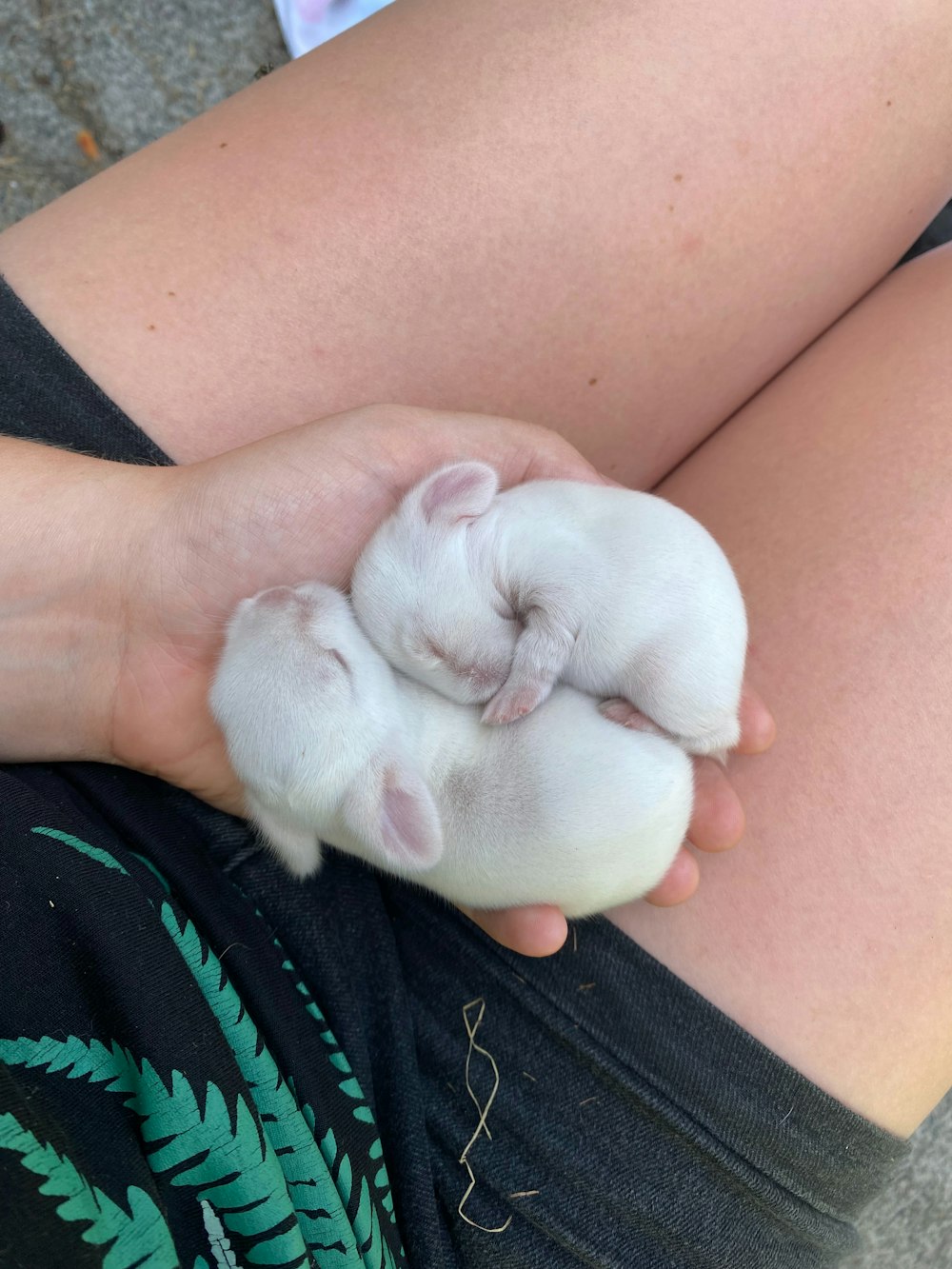 a person holding a small white kitten in their hands